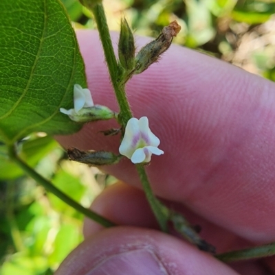 Neonotonia wightii at Murarrie, QLD - 29 Aug 2024 by HarleyB