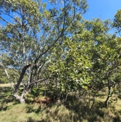 Avicennia marina subsp. australasica at Murarrie, QLD - 29 Aug 2024 by HarleyB