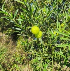 Gomphocarpus physocarpus at Murarrie, QLD - 29 Aug 2024 by HarleyB