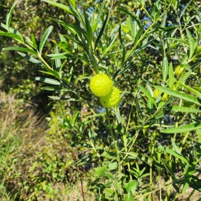 Gomphocarpus physocarpus at Murarrie, QLD - 29 Aug 2024 by HarleyB