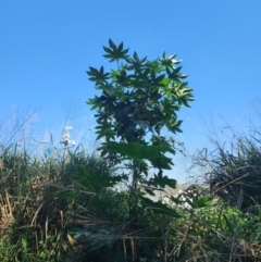 Ricinus communis at Hemmant, QLD - 29 Aug 2024 by HarleyB