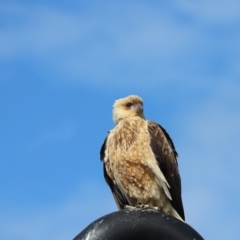 Haliastur sphenurus (Whistling Kite) at K'gari, QLD - 6 Aug 2024 by Tammy