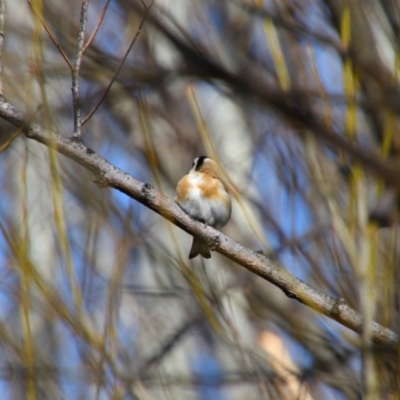 Carduelis carduelis (European Goldfinch) at Pialligo, ACT - 29 Aug 2024 by MB