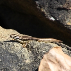 Eulamprus heatwolei (Yellow-bellied Water Skink) at Fyshwick, ACT - 29 Aug 2024 by MB