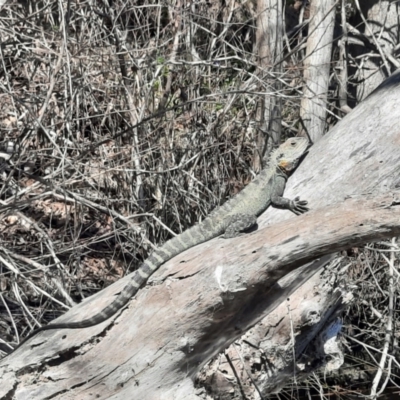 Intellagama lesueurii howittii (Gippsland Water Dragon) at Pialligo, ACT - 29 Aug 2024 by MB