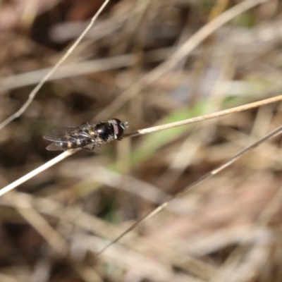 Melangyna sp. (genus) (Hover Fly) at Lyons, ACT - 29 Aug 2024 by ran452