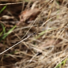 Melangyna sp. (genus) at Lyons, ACT - 29 Aug 2024 01:07 PM