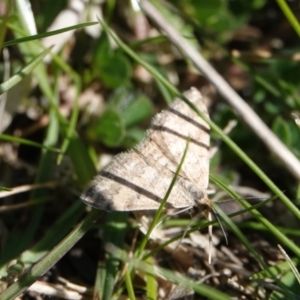 Scopula rubraria at Hall, ACT - 29 Aug 2024 11:56 AM