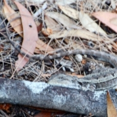 Amphibolurus muricatus (Jacky Lizard) at Oallen, NSW - 21 Mar 2015 by KMcCue