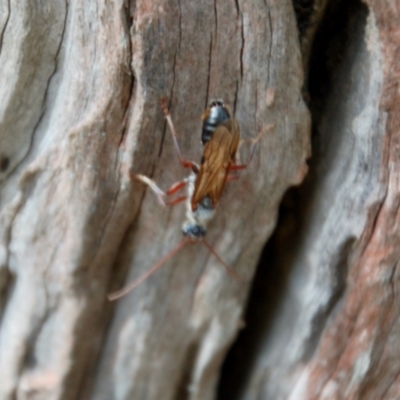 Myrmecia sp. (genus) (Bull ant or Jack Jumper) at Oallen, NSW - 21 Mar 2015 by KMcCue