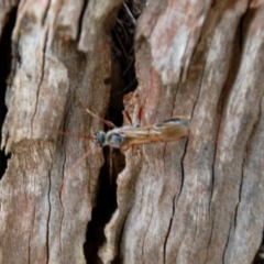 Myrmecia sp. (genus) at Oallen, NSW - 21 Mar 2015