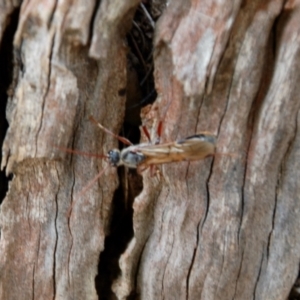 Myrmecia sp. (genus) at Oallen, NSW - 21 Mar 2015