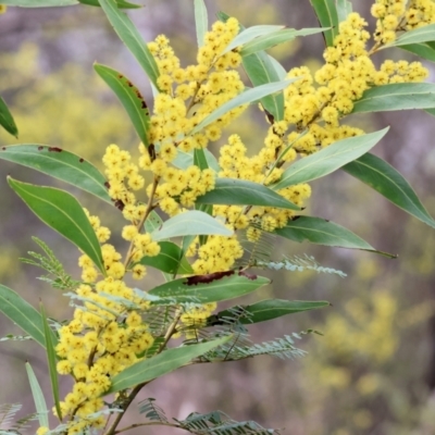 Acacia rubida (Red-stemmed Wattle, Red-leaved Wattle) at Albury, NSW - 29 Aug 2024 by KylieWaldon