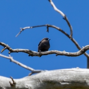 Artamus cyanopterus at Wallaroo, NSW - 29 Aug 2024 12:40 PM