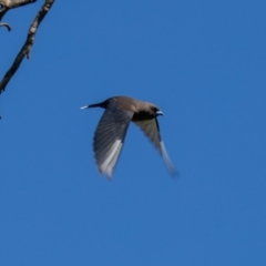 Artamus cyanopterus at Wallaroo, NSW - 29 Aug 2024 12:40 PM