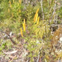 Pseudolycopodium densum (Bushy Club Moss) at Styx, TAS - 18 Aug 2024 by Detritivore