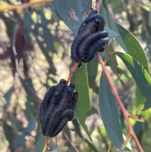 Perginae sp. (subfamily) at Bruce, ACT - 29 Aug 2024 02:06 PM