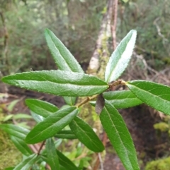 Gaultheria hispida (Copperleaf Snowberry) at Styx, TAS - 18 Aug 2024 by Detritivore