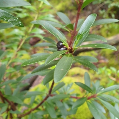 Tasmannia lanceolata (Mountain Pepper) at Styx, TAS - 18 Aug 2024 by Detritivore