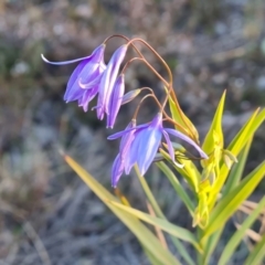 Stypandra glauca (Nodding Blue Lily) at Isaacs, ACT - 29 Aug 2024 by Mike