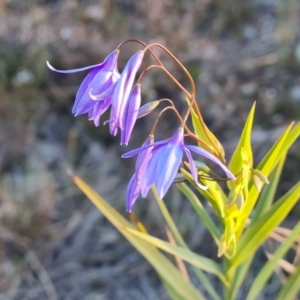 Stypandra glauca at Isaacs, ACT - 29 Aug 2024