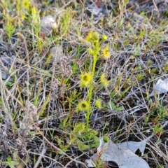 Drosera sp. (A Sundew) at Isaacs, ACT - 29 Aug 2024 by Mike