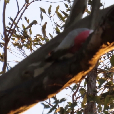 Eolophus roseicapilla (Galah) at Kangaroo Valley, NSW - 29 Aug 2024 by lbradley