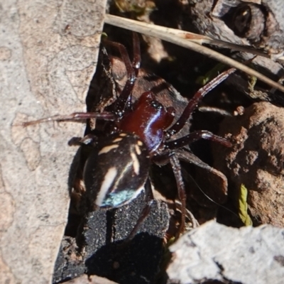 Habronestes bradleyi (Bradley's Ant-Eating Spider) at Hall, ACT - 29 Aug 2024 by Anna123