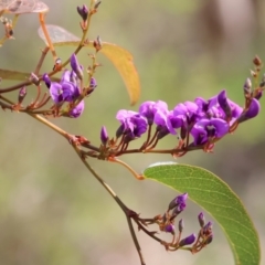 Hardenbergia violacea (False Sarsaparilla) at Albury, NSW - 29 Aug 2024 by KylieWaldon