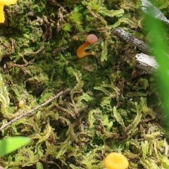 Unverified Lichen, Moss or other Bryophyte at Albury, NSW - 29 Aug 2024 by KylieWaldon