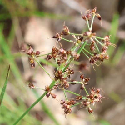 Luzula (genus) (Woodrush) at West Albury, NSW - 29 Aug 2024 by KylieWaldon