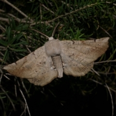 Circopetes obtusata (Grey Twisted Moth) at Freshwater Creek, VIC - 6 Dec 2021 by WendyEM