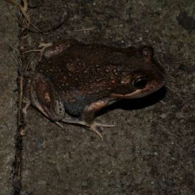 Limnodynastes dumerilii (Eastern Banjo Frog) at Freshwater Creek, VIC - 6 Dec 2021 by WendyEM