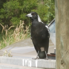 Gymnorhina tibicen (Australian Magpie) at Freshwater Creek, VIC - 7 Dec 2021 by WendyEM