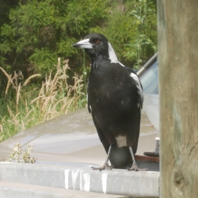 Gymnorhina tibicen (Australian Magpie) at Freshwater Creek, VIC - 7 Dec 2021 by WendyEM