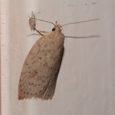 Garrha carnea (A concealer moth) at Freshwater Creek, VIC - 17 Dec 2021 by WendyEM