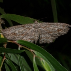 Ectropis excursaria (Common Bark Moth) at Freshwater Creek, VIC - 17 Dec 2021 by WendyEM