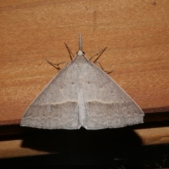 Epidesmia hypenaria (Long-nosed Epidesmia) at Freshwater Creek, VIC - 17 Dec 2021 by WendyEM