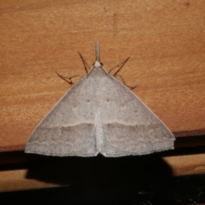 Epidesmia hypenaria (Long-nosed Epidesmia) at Freshwater Creek, VIC - 17 Dec 2021 by WendyEM