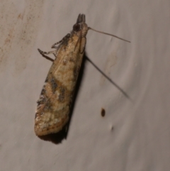 Tortricinae (subfamily) (A tortrix moth) at Freshwater Creek, VIC - 18 Dec 2021 by WendyEM