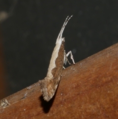 Plutella xylostella (Diamondback Moth) at Freshwater Creek, VIC - 17 Dec 2021 by WendyEM