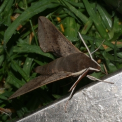 Hippotion scrofa (Coprosma Hawk Moth) at Freshwater Creek, VIC - 8 Nov 2021 by WendyEM