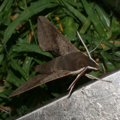 Hippotion scrofa (Coprosma Hawk Moth) at Freshwater Creek, VIC - 8 Nov 2021 by WendyEM