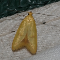 Aeolothapsa malacella (A Concealer moth) at Freshwater Creek, VIC - 8 Nov 2021 by WendyEM