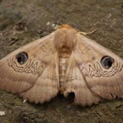 Dasypodia selenophora (Southern old lady moth) at Freshwater Creek, VIC - 8 Nov 2021 by WendyEM