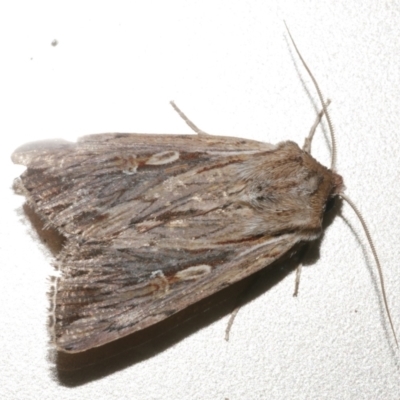 Persectania dyscrita (Inland Armyworm) at Freshwater Creek, VIC - 8 Nov 2021 by WendyEM