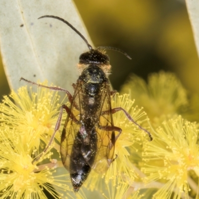 Unidentified Wasp (Hymenoptera, Apocrita) at Evatt, ACT - 29 Aug 2024 by kasiaaus