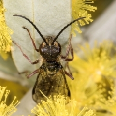 Tiphiidae (family) at Evatt, ACT - 29 Aug 2024