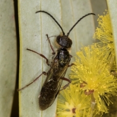 Tiphiidae (family) at Evatt, ACT - 29 Aug 2024