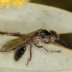 Tiphiidae (family) at Evatt, ACT - 29 Aug 2024